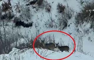 Akdağ’da karacalar görüntülendi