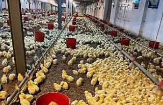 Alaplı’da kümes yangını korkuttu