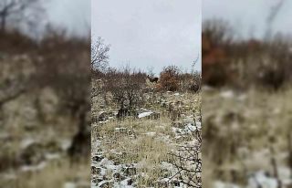 Ankara’da geyik sürüsü kameralara yansıdı