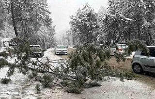 Ankara’da karın ağırlığına dayanamayan çam...