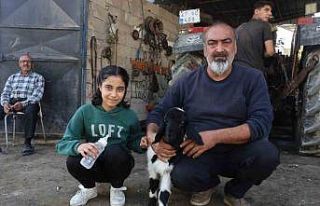 Annesi telef olan kuzuya şefkatle yaklaşan aile,...