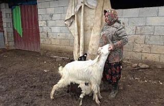 Annesinin kabul etmediği kuzuyu keçiler sahiplendi
