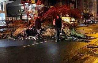 Antalya’da fırtına palmiye ağacını ikiye böldü