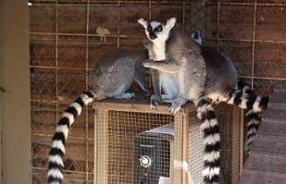 Antalya’da soğuğa hassas olan hayvanlara sıcak...