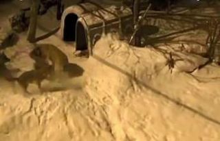 Artvin’de cesur bekçi köpeği 6 kurda meydan okudu