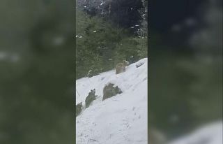 Artvin’de kış uykusuna yatmayan 4 boz ayı kamerada