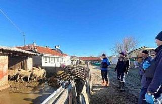 Aşı sırasında yeni doğan kuzu sevindirdi