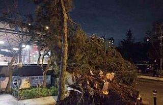 Ataşehir’de fırtına nedeniyle ağaç devrildi