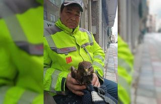 Ayancık’ta yaralı bulunan şahin koruma altına...