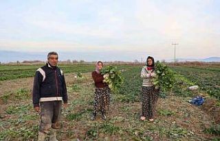 Aydın’da soğuk hava sebzeyi vurdu, tarlada verim...