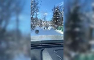 Ayı ve yavruları güpegündüz köy yolunda görüntülendi