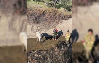 Ayvalık’ta itfaiyeden at kurtarma operasyonu