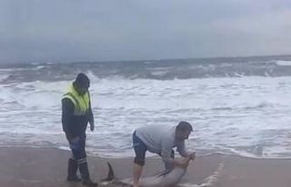 Ayvalık’ta karaya vuran yunusu vatandaşlar kurtardı