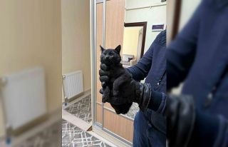 Bacaya giren kedi itfaiyenin 6 saatlik operasyonuyla...