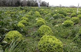 Bafra Ovası’nda 570 dekar alanda marul üretimi