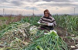 Bafra Ovası’nda pırasa hasadı: Bu yıl rekolte...