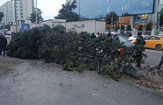Bahçelievler’de şiddetli rüzgar nedeniyle ağaç...