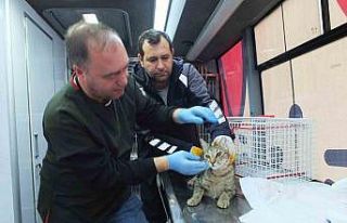 Balıkesir de sokak hayvanlarına ücretsiz tedavi...