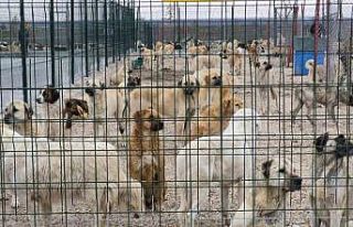 Barınakta aç ve susuz bırakılan köpeklerin birbirini...