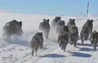 Başkale’de domuz sürüsü görüntülendi