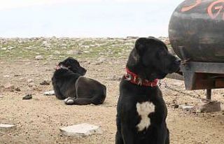 Başkentin siyah bekçileri: Haymana Karası