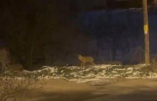 Başkentte kurt sürüsü görüldü