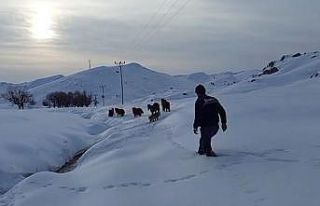 Batman’da dağda mahsur kalan 6 katır kurtarıldı