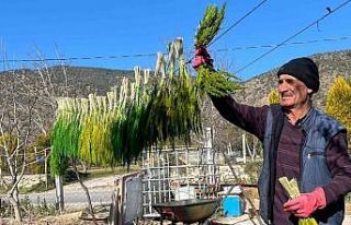 Bayındır nergis kokacak: Nergis ve Kuru Çiçek...