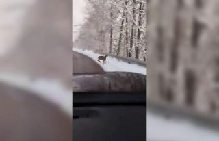 Beyaz örtü üzerinde tatlı karşılaşma: Karaca...