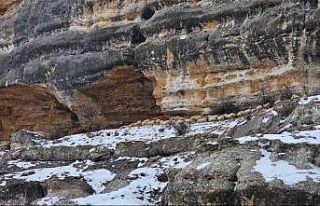 Bin 600 rakımda sürülerin yolculuğu kamerada