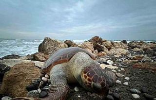 Bir caretta caretta daha ölü bulundu:15 günde 7’inci...