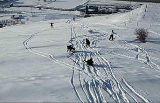 Bitlis’te adrenalin tutkusu tehlikeye davetiye çıkardı