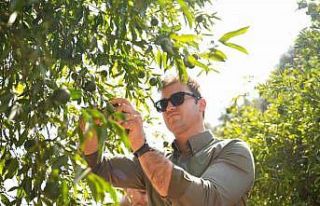 Bodrum Mandalini Türkiye’nin dört bir yanına...