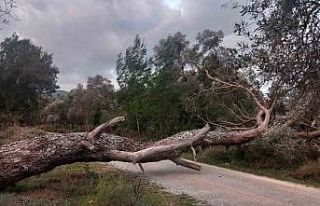 Bodrum’da fırtına ağaçları devirdi