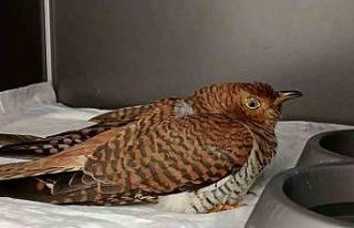 Bolu’da 132 yaban hayvanı tedavi edilerek doğaya...