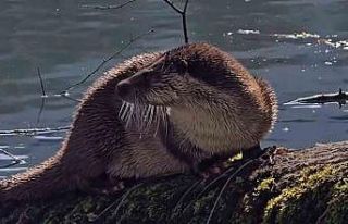 Bolu’da nesli tükenmekte olan su samuru görüntülendi