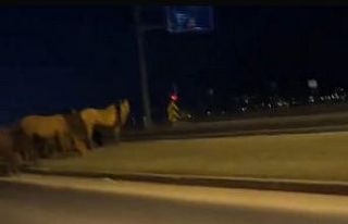 Bolu’da yılkı atları D-100’e indi: Orta refüjde...