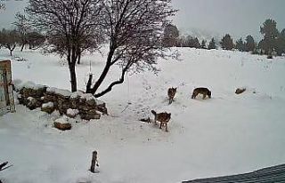 Bozyazı’da kurtlar köye indi: O anlar kamerada