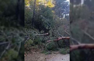 Buldan’da fırtınadan devrilen ağaçlar yolu kapattı