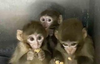Bursa’da 3 makak maymunu koruma altına alındı