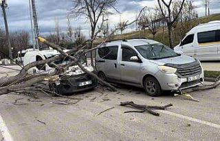 Bursa’da seyir halindeki araçların üzerine ağaç...