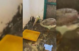 Bursa’da tedavisi tamamlanan ak pelikan doğaya...