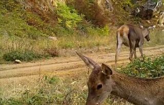 Bursa’nın kızıl geyikleri fotokapana takıldı