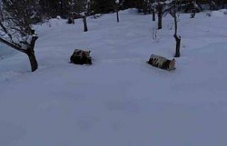 Büyükbaş hayvanların karla imtihanı dronla görüntülendi