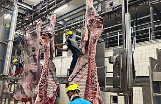 Büyükşehir mezbahasında 6 bin 29 kesim yapıldı