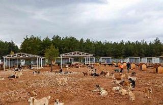 Büyükşehir sokak köpekleri için doğal yaşam...