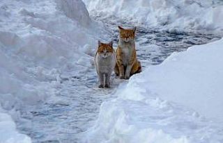 Buzlanma ve dona dikkat