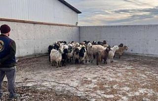 Çalınan koyunlar jandarma tarafından bulundu