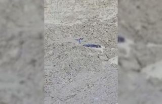 Çamura saplanan karaca için ekipler seferber oldu