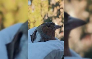 Çanakkale’de ispinoz tedavi sonrası doğaya salındı